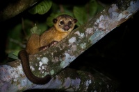 Kynkazu - Potos flavus - Kinkajou 0705